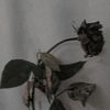 mei121998
