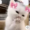 almeida_wx22