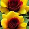 nurol.islam.vai