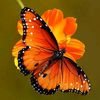 nina.marlina5676