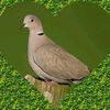 عبداللہ ❤️💜🖤
