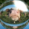 honeythereisacowoutside