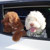 twopoodlesusa