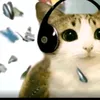 gato_en_el_internet1