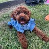 honeytheservicepoodle
