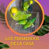 pariaguanamado78