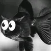 elpescado456