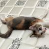 mycatnameischichi