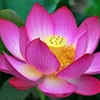 nguyen.trung1203