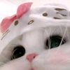 piiiibocillesempe