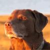 gorrila_2904