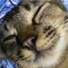 monkey_donkey762