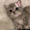 wafa66533