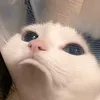 sha