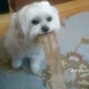 ja000000000000000011