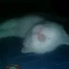 meo_mun_03