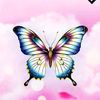 y_butterfly_