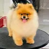 hng25380