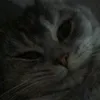 _bluejxy