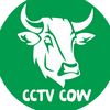 cctv_cow