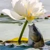nguoi.buon.ky.uc