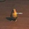 popugaypidor30000