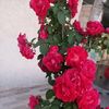 hanan53100