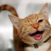 petsforyou11
