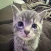 itskitty.or.kat