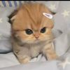 amel.mel772
