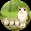 meowl6044