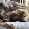 lokitheprettycat