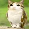 meowl387