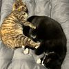 kittycar67