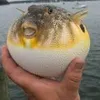 pufferfish1337
