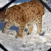 tristantg