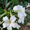 ninie5902