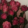 11asha1