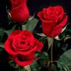 fleurkabyle146