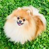 chloethecutepom
