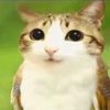 meowl.twin1