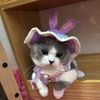 sikigigmeow