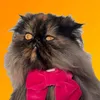 ambertheirishpersian