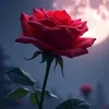 user70506514619045