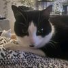 felixthecat408