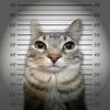 meow72738