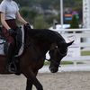 .mashulik_dressage