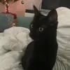 diivineko