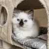misscocotheragdoll