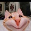 yassihdn0